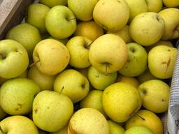 Armenian Apple in Karbi