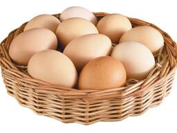 Հավի ձու C1 մեծածախ - Яйцо куриное C1 оптом