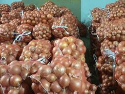 Лук, Черешня из Узбекистана