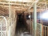 Ферма в с. Ошакан - photo 6