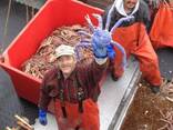 Frozen Alaskan King Crab - фото 5
