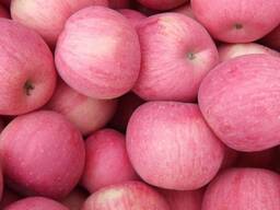 Fuji apple