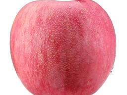 Fuji Apples, best red sweet apples