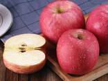 Fuji Apples, best red sweet apples - photo 1