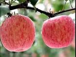 Fuji Apples, best red sweet apples - photo 3