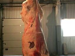 Говядина полутуши, четверти