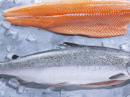 High quality wholesale bulk seafood fresh Salmon frozen fish