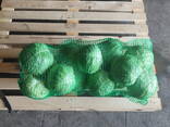 Капуста РБ - фото 3