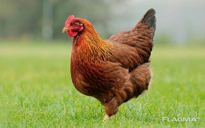 Комбикорм для кур несушек