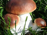 Куплю грибы лесные (замороженные, соленые, маринованные) - photo 1