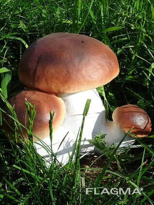 Куплю грибы лесные (замороженные, соленые, маринованные)