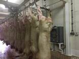 Мясо (Туша, полутуша охлажденная, замороженная) свинина, гов - фото 1