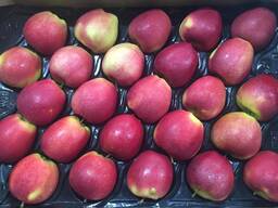 Оптовая продажа высококачественных польских яблок