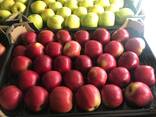 Оптовая продажа высококачественных польских яблок - фото 3