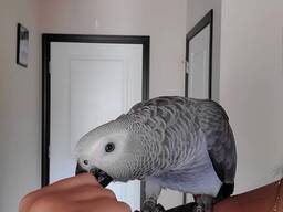 Parrot and eggs