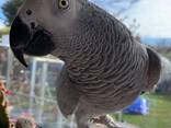 Parrot and eggs - photo 2