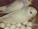 Parrot and eggs - photo 3