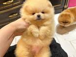 Pomeranian Mini Spitz Purebred / Spitz Nain Poméranien / Померанский мини шпиц / Պոմերան - фото 1