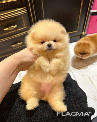 Pomeranian Mini Spitz Purebred / Spitz Nain Poméranien / Померанский мини шпиц / Պոմերան