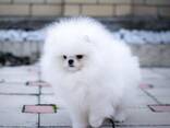 Pomeranian Mini Spitz Purebred / Spitz Nain Poméranien / Померанский мини шпиц / Պոմերան - фото 2