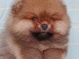 Pomeranian Mini Spitz Purebred / Spitz Nain Poméranien / Померанский мини шпиц / Պոմերան - фото 3