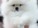Pomeranian Mini Spitz Purebred / Spitz Nain Poméranien / Померанский мини шпиц / Պոմերան - фото 7