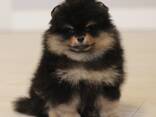 Pomeranian Mini Spitz Purebred / Spitz Nain Poméranien / Померанский мини шпиц / Պոմերան - фото 8