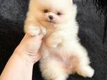 Pomeranian Mini Spitz Purebred / Spitz Nain Poméranien / Померанский мини шпиц / Պոմերան - фото 9