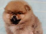 Pomeranian Mini Spitz Purebred / Spitz Nain Poméranien / Померанский мини шпиц / Պոմերան - фото 11