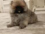 Pomeranian Mini Spitz Purebred / Spitz Nain Poméranien / Померанский мини шпиц / Պոմերան - фото 12