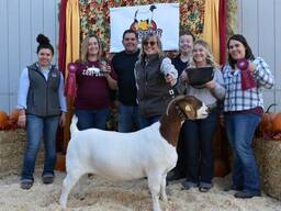 Quality healthy goats