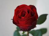 Розы голандские - фото 2