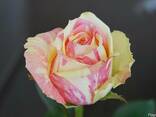 Розы голандские - фото 5