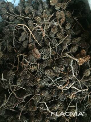 Шишки ольховые, ольха соплодия, ольха, шишки ольхи