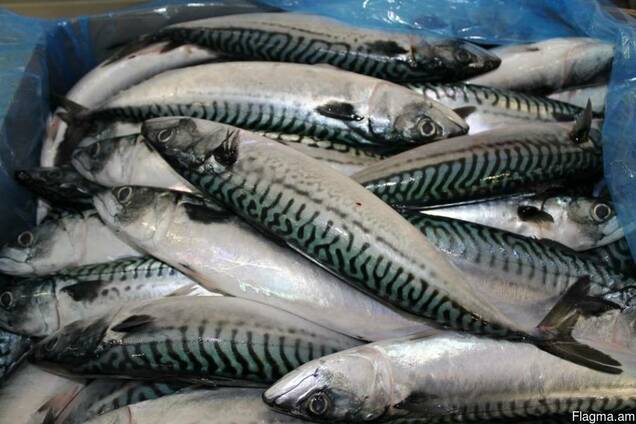 Скумбрия мороженая
