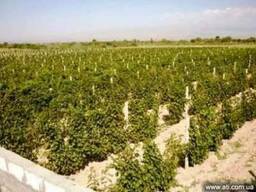 Ухоженные виноградные сады в Эчмиадзине