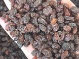 Виноград сушеный коричневы (Офтоби) сушеный на солнце без обработки экологический чисты. - фото 2