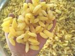 Виноград сушеный желтый (Golden) Гигант выше сорт - фото 1