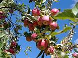 Яблоки 2 тонны прямо с сада, экологически чистый продукт, не дорого, самовывоз. - photo 1