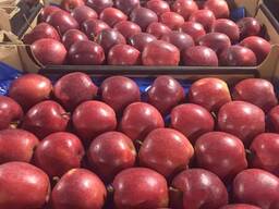 Polish apples (Gala, Cortland, Szampion, Jonagold, Golden Delicious, Alwa and others)