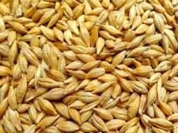 Ячмень, чечевица, нут