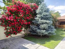 Կանաչապատման աշխատանք, կանաչապատման ծառայություններ, գազոնի ցանք, այգեգործություն